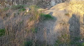 Puppies playing on a dirt hill
