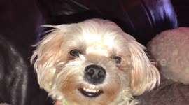 Smiling dog 1