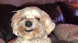 Smiling Dog 2