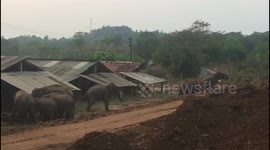Herd of elephants wander into south Indian village looking for water during drought