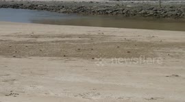 Red Crabs on the beach, Ngapali, Myanmar March 31, 2019