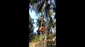 Skilled climbers show off how to scale coconut trees in Vietnam