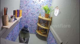 A novel birdbox resembling a sitting room is being nested in by blue tits