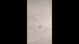 Dozens of dead wasps in dirty holiday accommodation in Bangalore