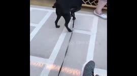 I swear my Mum owns the weirdest dog ??????????? #DogsofTwittter https://t.co/Kfq7tF4oSr