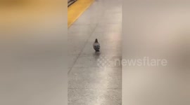 Polite pigeon boards the subway in Toronto