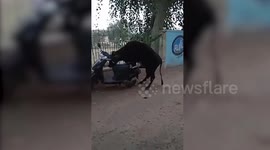 Horny bull humps moped