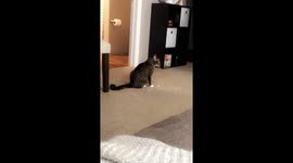 Funny 'possessed' cat jumps onto hind legs