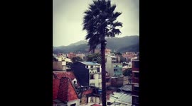 Risky Job!  Man pruning a palm tree over 65 feet high amid strong winds