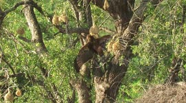 Bird of prey shows incredible acrobatic skills while hunting for prey