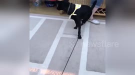 Newsflare Edit - Dog gets herself in a twist