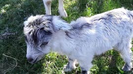 The baby goat