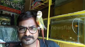 Affectionate bird perches on man's glasses at Indian pet store