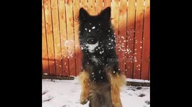 Dog catching snowball