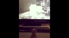 Cat stalks TV mouse and jumps at TV Screen