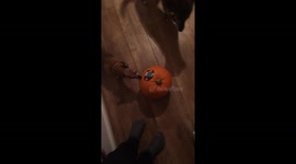 Dogs scared of pumpkin