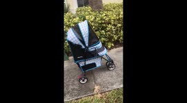 Cat Stroller Ride