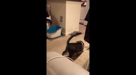 Playtime! Cat Rolls Around with Toy