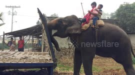 Quite the trunk on that vehicle! Elephant helps push truck stuck in the mud