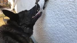 Funny clip of dog drinking from a tap