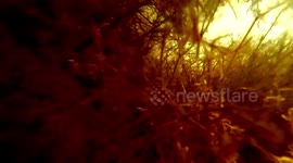 The Amazing Effects of Sunlight UnderWater using GoPro