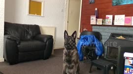 Dog catching rope toy
