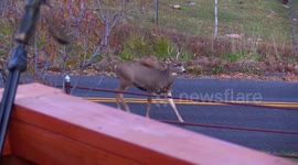 Deer hops over fence after I call him a Chicken