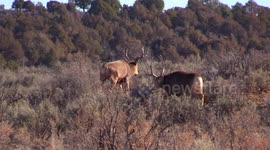 The Big Bucks of El Vado and Heron Lake, NM 2018