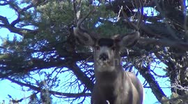 Big male buck deer stares down photographer who woke him from his nap