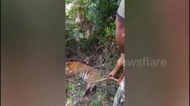 Chaos ensues when tiger enters remote Indian village