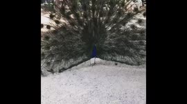 Beautiful Peacock Showing Off It’s Feathers and Ducks