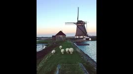Cute sheep welcome me at the windmill