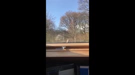 Squirrel licking water off window