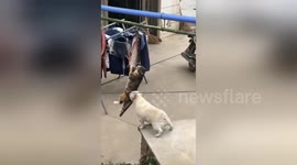 Bulldog wants to play with cat busy hanging in mid-air stealing fish in China
