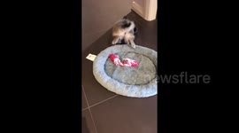 That’s a flipping good meal! Puppy does handstand while eating breakfast