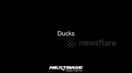 Ducks in road