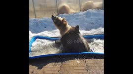 Russian brown bear chucks about his bath toys while cooling off in ice trough