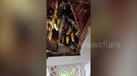 Amazing video shows pest controller hoovering up 22,000 bees from a family home