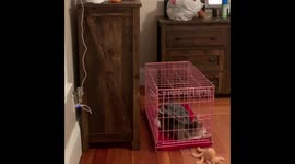 Shiba Inu jail break