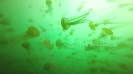 US divers swim through swarm of thousands of jellyfish