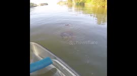 Rare video showing how a horseshoe crab swims and other cool facts about them