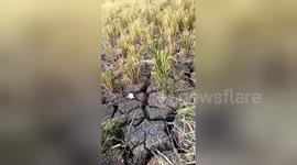 Severe droughts plague The Philippines as El Nino influences the climate