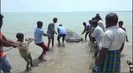 Endangered whale shark washes up dead in southern India