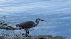 Blue Heron diving head under water and catches fish, slow motion