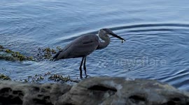 Slow-motion of Blue Harron, holding fish in it's mouth, standing in cold water,  Winter Cove Marine Park