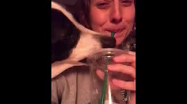 Dog tries to drink out of Starbucks cup