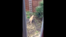 Cute cat