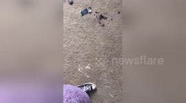Guilty dog hides after chewing owners make-up out of jealousy