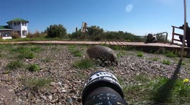 Adorable Armadillo Cant Help Sniffing A Photographer