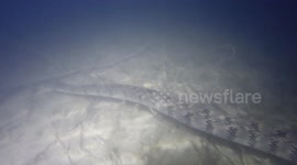 UnderWater Video of Alligator Gar and Diamondback Water snake